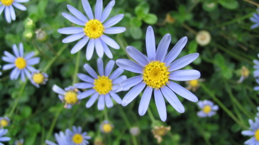 blue-flowers-1403992