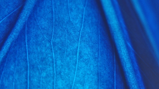 blue-leaf-texturee-1543853