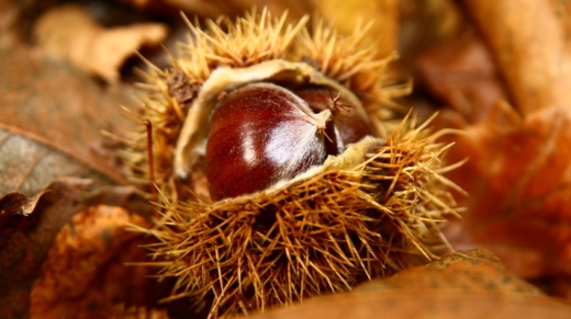 chestnut-2