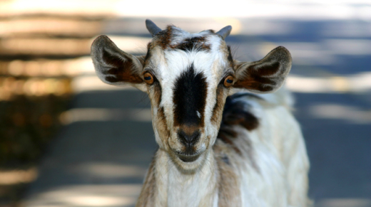 goats-1-1522478