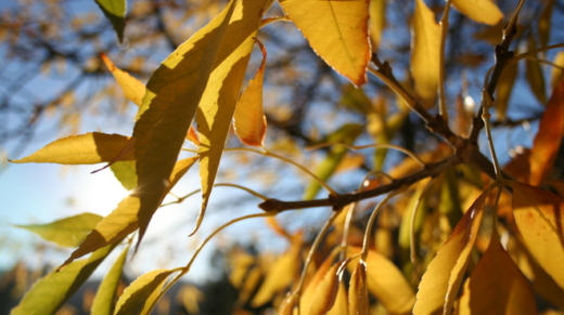 lights-and-leaves-1186486