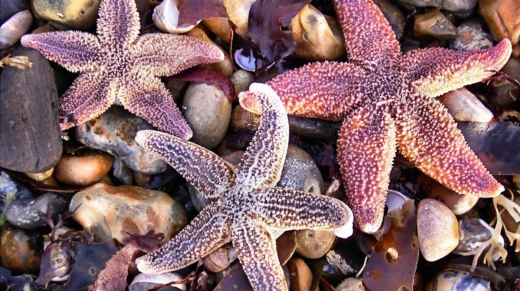 starfish-1377326