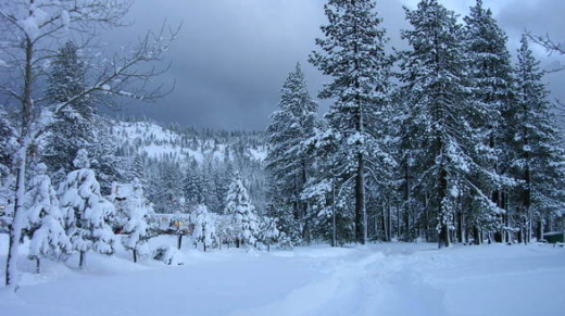 trees-in-the-snow-1524996