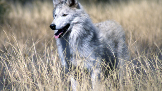 wolf-1-1257146