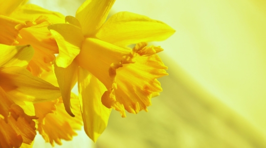 daffodils-1257105_1280