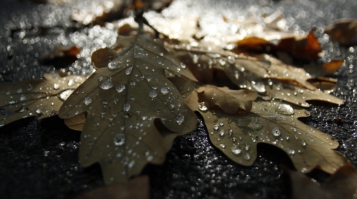 autumn-2903107_1280