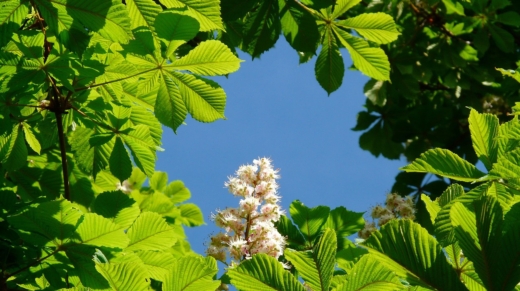 hans-common-horse-chestnut-55818_1280